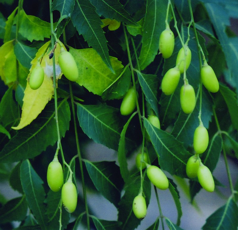 Neem Oil